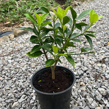 Load image into Gallery viewer, Green spire ornamental shrub
