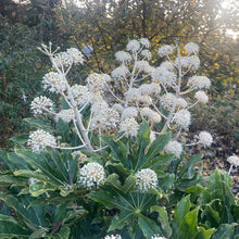 Load image into Gallery viewer, Fstsia japonica flowering