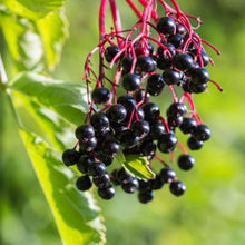 Load image into Gallery viewer, Elderberry berries