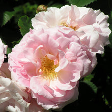 Load image into Gallery viewer, Fritz Nobis Rose - Pastel Pink Scented Vigorous Rose bush