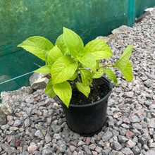 Load image into Gallery viewer, hydrangea plant