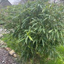 Load image into Gallery viewer, Fargesia Rufa Bamboo 3 /4 Litre Pot