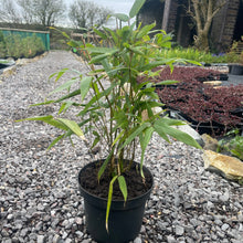 Load image into Gallery viewer, Fargesia Rufa Bamboo 4 Litre Pot