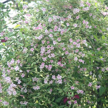 Load image into Gallery viewer, Pink Flowering Jasmine