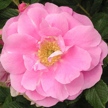 Load image into Gallery viewer, Rosa Rugosa Hybird Jens Munk -Rugosa Hybird Pink Rose