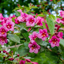 Load image into Gallery viewer, Weigela Bristol Ruby - Pink Flowering Shrub 1.5 Litre Pot
