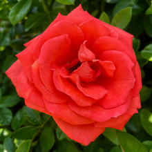 Load image into Gallery viewer, Rosa Super Star Tropicana - Peach Hybrid Tea Fragrant Rose