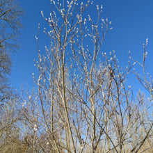 Load image into Gallery viewer, Pussy willow tree