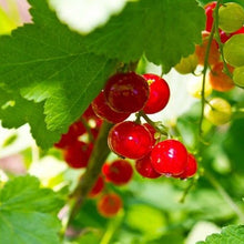 Load image into Gallery viewer, Red berries on a branch with green leaves