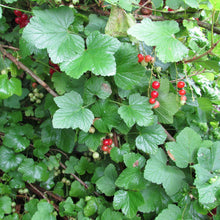 Load image into Gallery viewer, Redcurrant bush