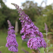 Load image into Gallery viewer, purple flowering bush