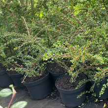 Load image into Gallery viewer, Rock cotoneaster