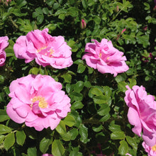 Load image into Gallery viewer, Rosa Jens munk - Pink rose