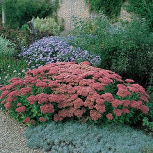 Load image into Gallery viewer, Sedum Autumn Joy ‘Herbstfreude’