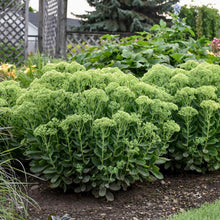 Load image into Gallery viewer, Sedum Autumn Joy ‘Herbstfreude’