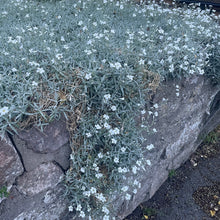 Load image into Gallery viewer, Snow in the summer ground cover plant
