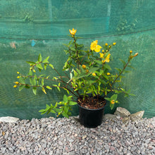 Load image into Gallery viewer, Hypericaceae - Hypericum Androsaemum - St John's Wort - Tustan - Yellow Flowering Shrub