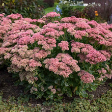 Load image into Gallery viewer, Sedum Autumn Joy ‘Herbstfreude’