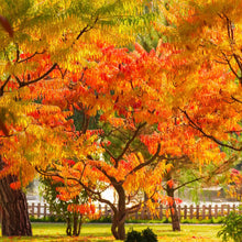 Load image into Gallery viewer, Rhus Typhina - Stag's Horn Sumach Tree