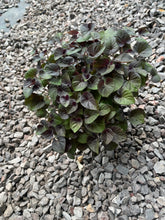 Load image into Gallery viewer, Viola evergreen ground cover plant