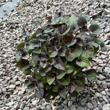 Load image into Gallery viewer, Viola evergreen ground cover plant
