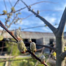 Load image into Gallery viewer, winter catkins tree