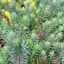 Load image into Gallery viewer, Sedum Reflexum