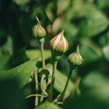 Load image into Gallery viewer, Claire Austin Rambling Rose Buds