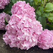 Load image into Gallery viewer, Hydrangea Macrophylla So Long - Pink flowering shrub