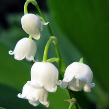 Load image into Gallery viewer, Lily of The ValleyConvallaria Majalis - Maybells - Ladys Tears.