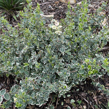 Load image into Gallery viewer, Euonymus 'Emerald Gaiety' - Winter Creeper