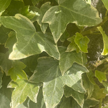 Load image into Gallery viewer, Glacier Ivy - Hedera helix 'Glacier'