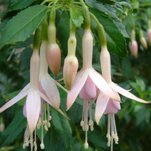 Load image into Gallery viewer, Fuchsia Whiteknights Pearl