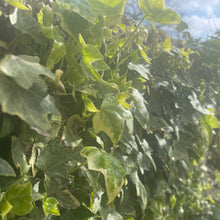 Load image into Gallery viewer, Glacier Ivy - Hedera helix 'Glacier'