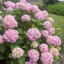 Load image into Gallery viewer, Hydrangea Macrophylla So Long - Pink flowering shrub