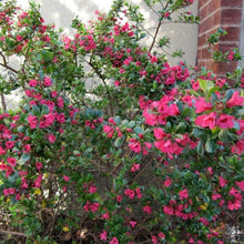 Load image into Gallery viewer, Escallonia Donard Radiance