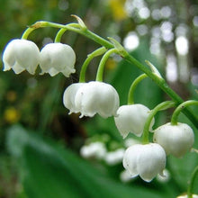 Load image into Gallery viewer, Lily of The ValleyConvallaria Majalis - Maybells - Ladys Tears.