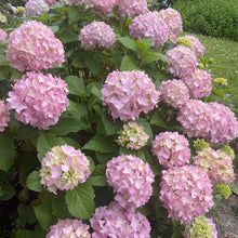 Load image into Gallery viewer, Hydrangea Macrophylla - pink hydrangea