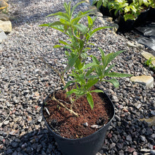 Load image into Gallery viewer, Buddleja Davidii 'White Profusion'