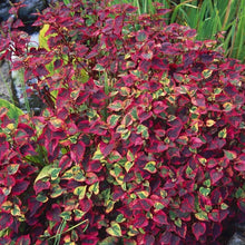 Load image into Gallery viewer, Houttuynia Cordata Chameleon - Fish mint