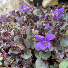 Load image into Gallery viewer, Viola Riviniana, - Common Dog-Violet