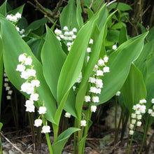Load image into Gallery viewer, Lily of The ValleyConvallaria Majalis - Maybells - Ladys Tears.