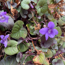Load image into Gallery viewer, Viola Riviniana - Common Dog - Violet 1.5 Litre Pot