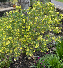 Load image into Gallery viewer, Coronilla Glauca Citrina - Winter Flowering Shrub