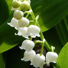 Load image into Gallery viewer, white spring flowers