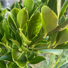 Load image into Gallery viewer, Euonymus Japonicus Green Spire - Evergreen hedging plant