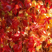 Load image into Gallery viewer, Parthenocissus Quinquefolia - Creeping Virginia - Five leaved Ivy - Autumn Creeper Plant 2 / 3 Litre Pot