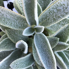 Load image into Gallery viewer, Stachys Byzantina - Lambs Ears- Silver Carpet