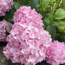 Load image into Gallery viewer, mophead hydrangea - pink