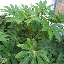 Load image into Gallery viewer, Fatsia Japonica flowers